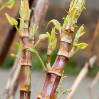 Japanese Knotweed